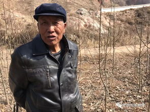 什川老果農(nóng)魏興素老驥伏櫪 八十高齡仍能登梯剪樹精神抖擻