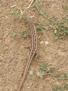 老驥伏櫪，志在千里——藍色力獅旅行版塔城游記