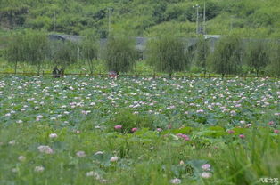 老驥伏櫪，志在千里——致我那默默奉獻的老款寶來